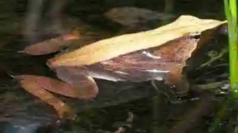 Las ranas más raras del mundo