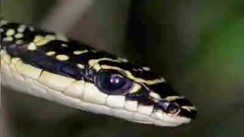 Las serpientes más raras del mundo