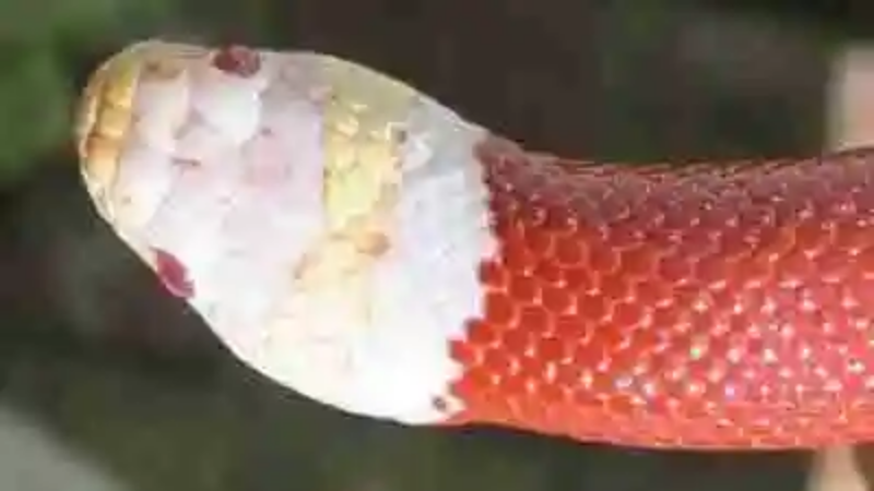 Las serpientes más raras del mundo