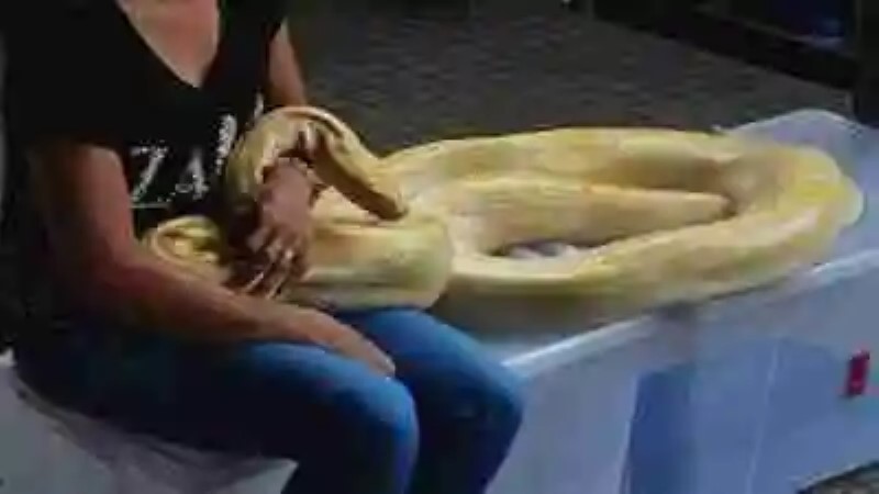 Las serpientes más grandes del mundo