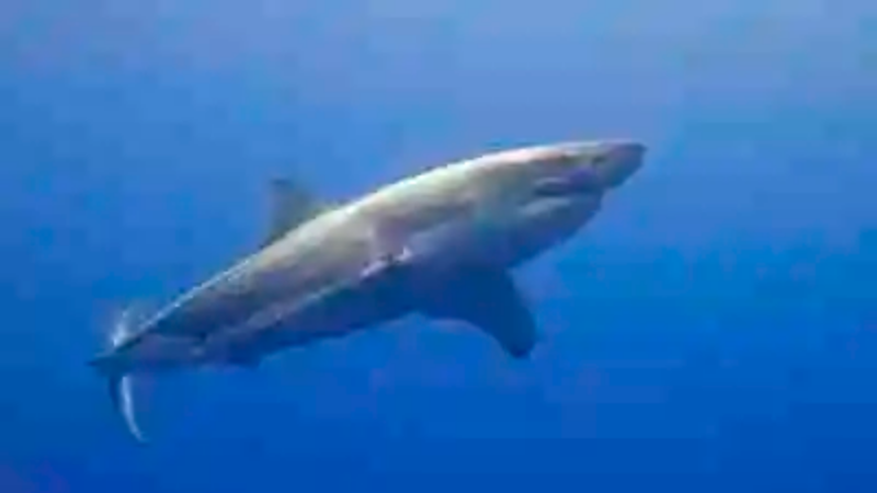 Los tiburones más grandes del mundo