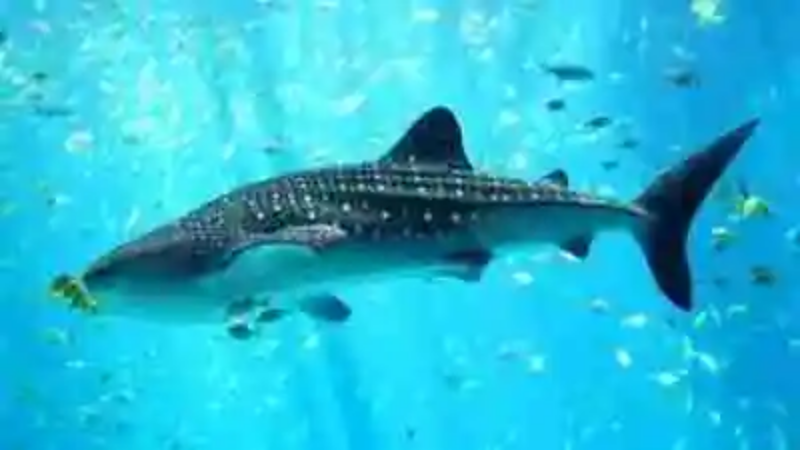 Los tiburones más grandes del mundo