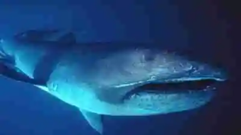 Las especies de tiburones más extrañas del mundo