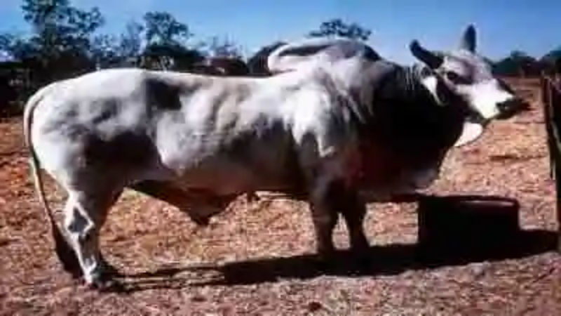 Las razas de toros más grandes del mundo