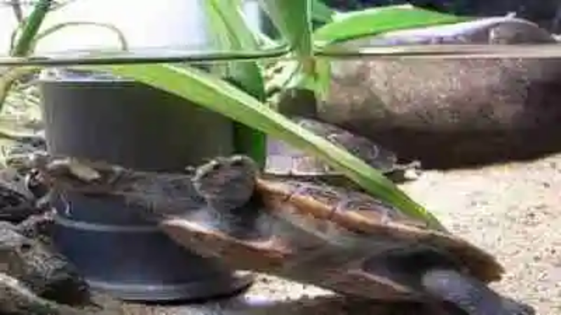Las tortugas más raras del mundo