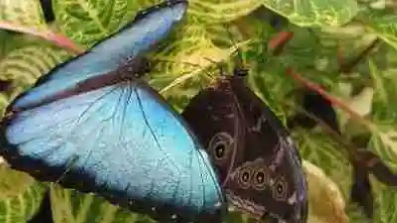 Las mariposas más impresionantes del mundo
