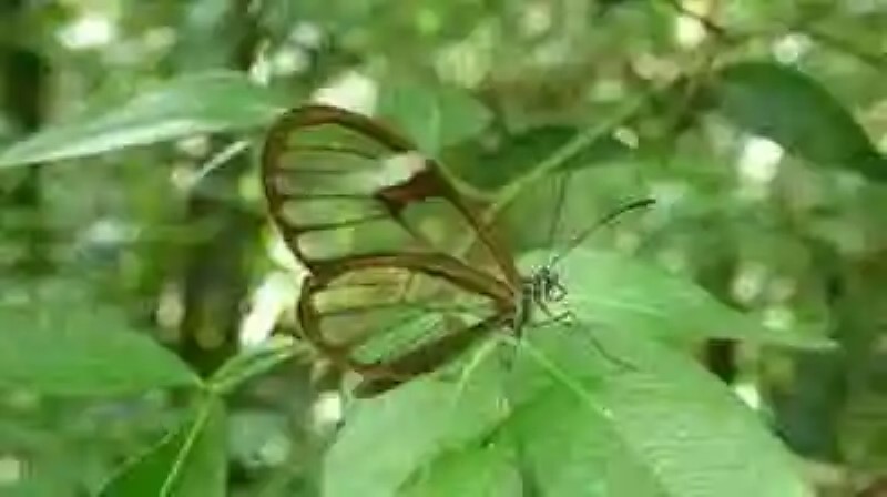 Las mariposas más impresionantes del mundo