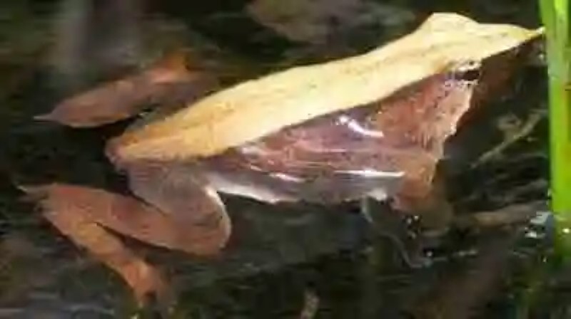 Los anfibios más raros del mundo