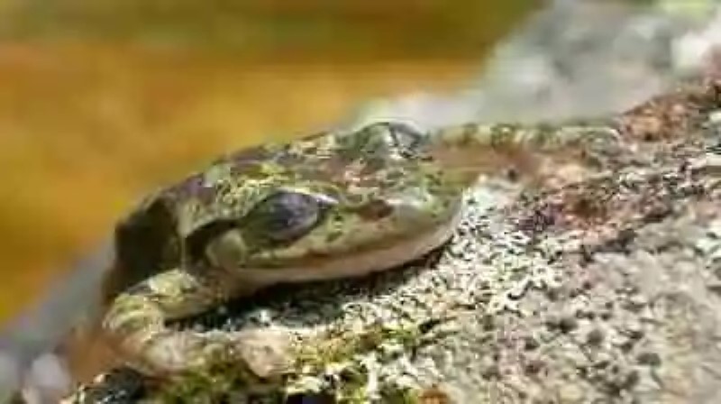 Los anfibios más raros del mundo