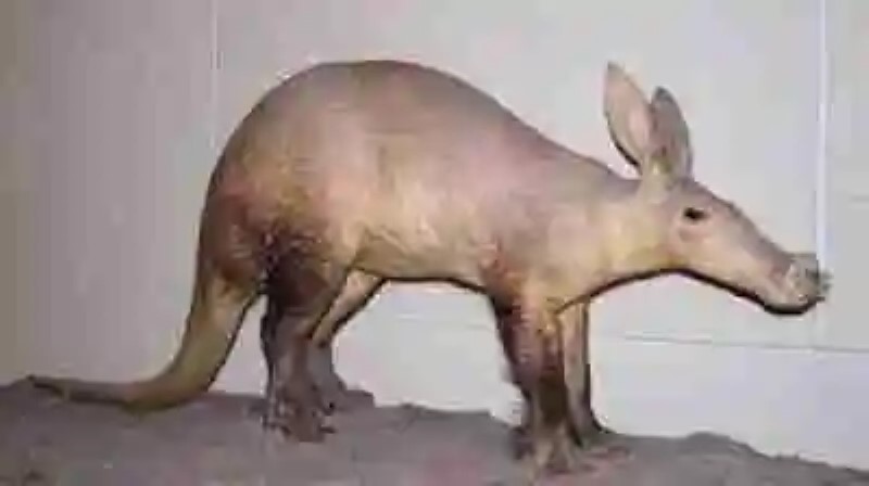 Los cerdos más raros del mundo