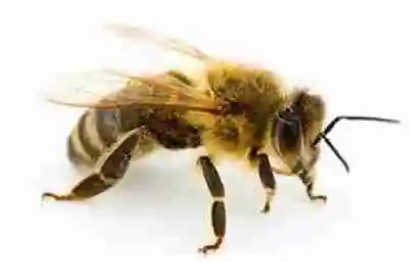 Las abejas y el peligro de su extinción