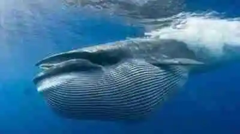 Curiosidades de las ballenas