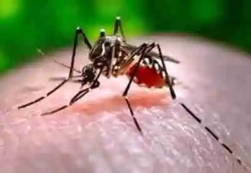 La verdad sobre el virus del chicunguña, o chikungunya