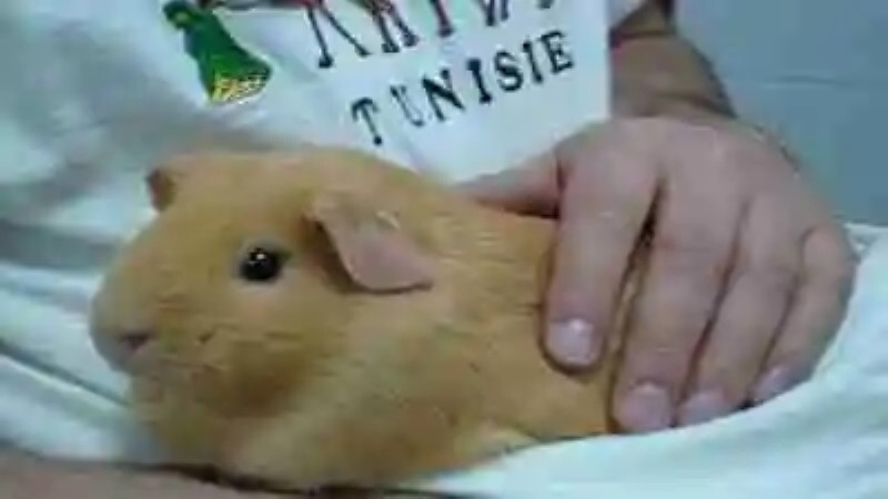 Curiosidades del roedor más adorable del mundo