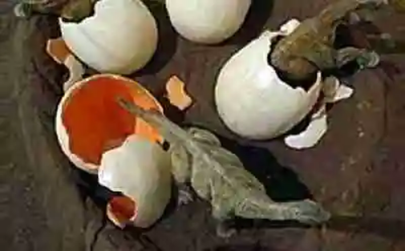 Huevos de dinosario hallados en la calle por trabajadores