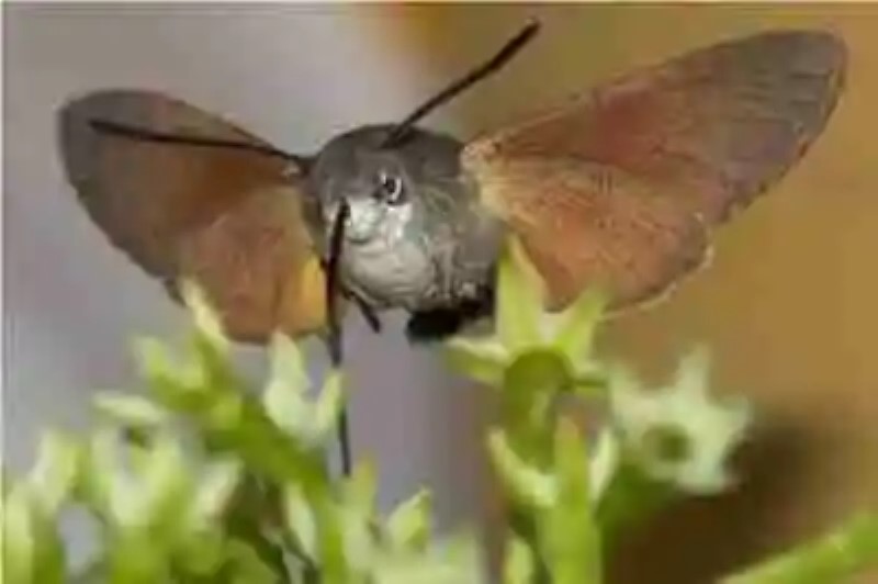 La mariposa colibrí